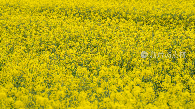 湖北武汉蔡甸区消泗油菜花特写