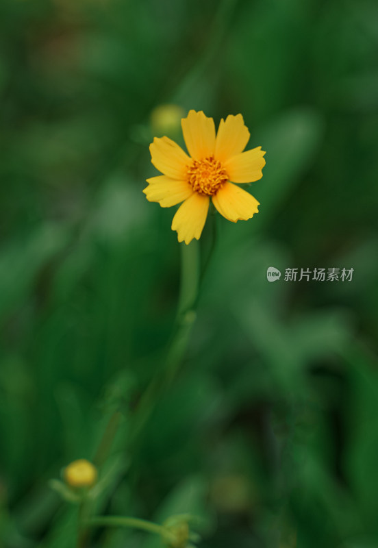 植物素材——金鸡菊