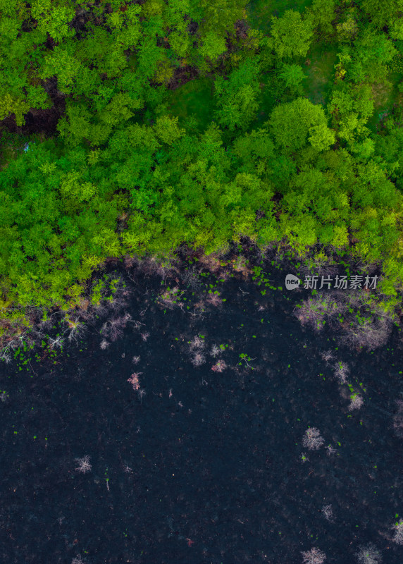 贵州毕节山火区域春天万物复苏