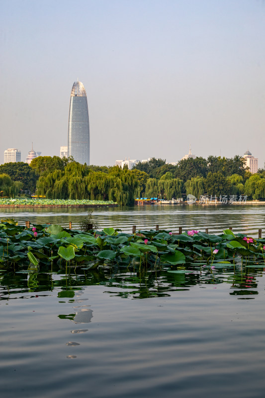 山东济南大明湖风景区夏日荷花景点景观