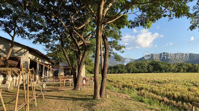 乡村田野边的小屋与树木