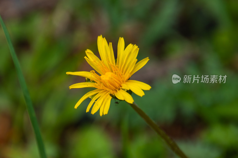 小黄花特写