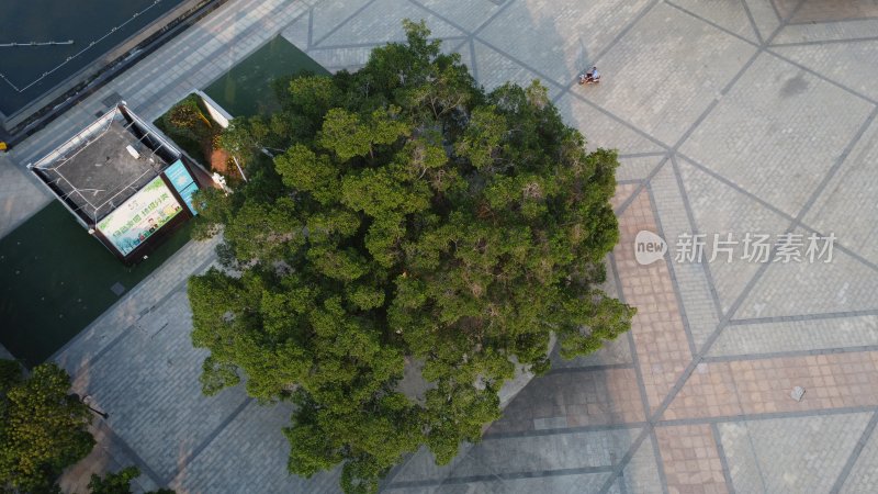 广东东莞：榕树枝繁叶茂