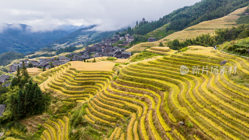 广西桂林龙脊梯田秋收稻田航拍风景