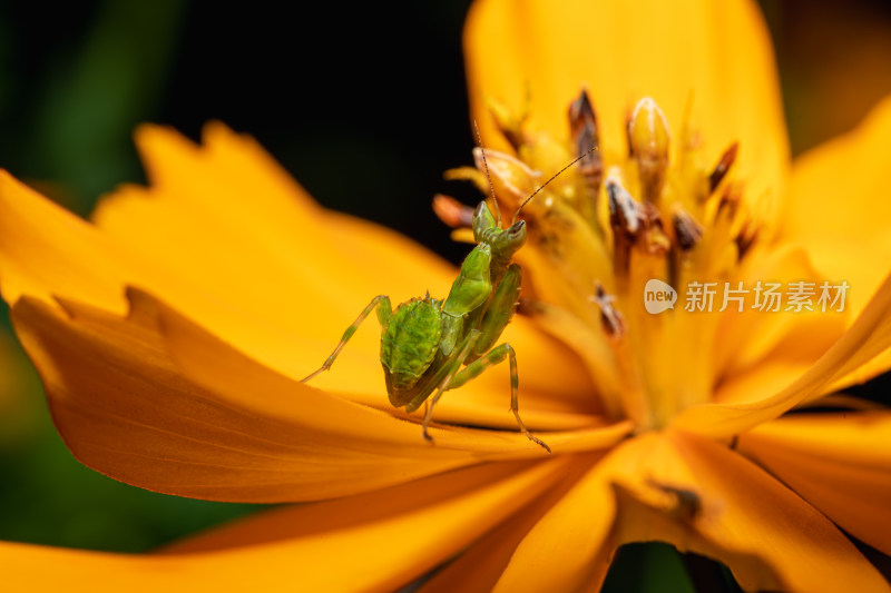 花朵上的小螳螂