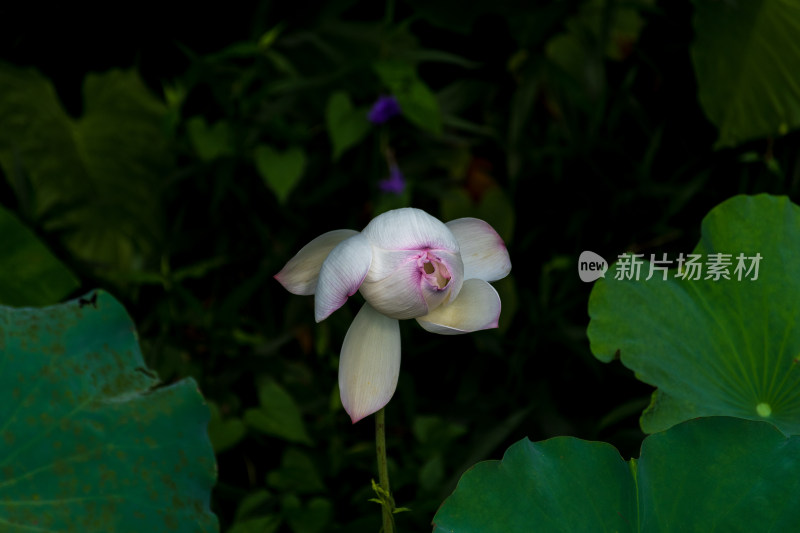 荷花的千姿百态