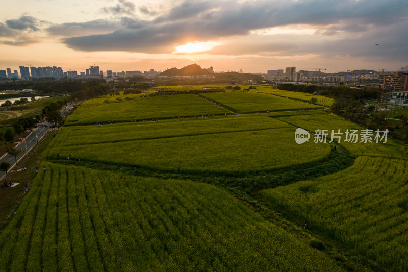 深圳光明小镇欢乐田园油菜花田