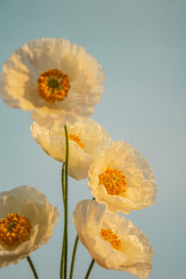 漂亮的花朵虞美人特写