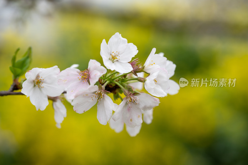 武汉东湖樱花园的樱花盛开