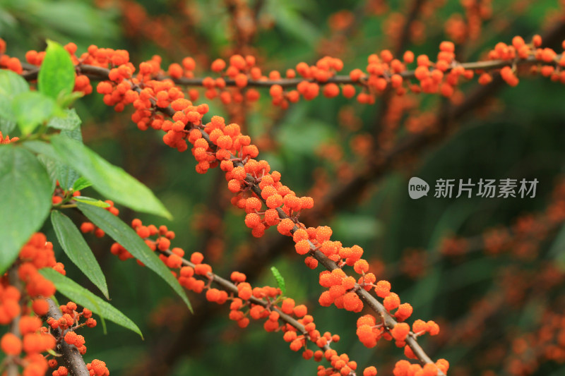 野生植物水麻果实