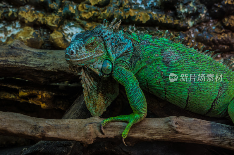 绿鬣蜥趴在木头上特写