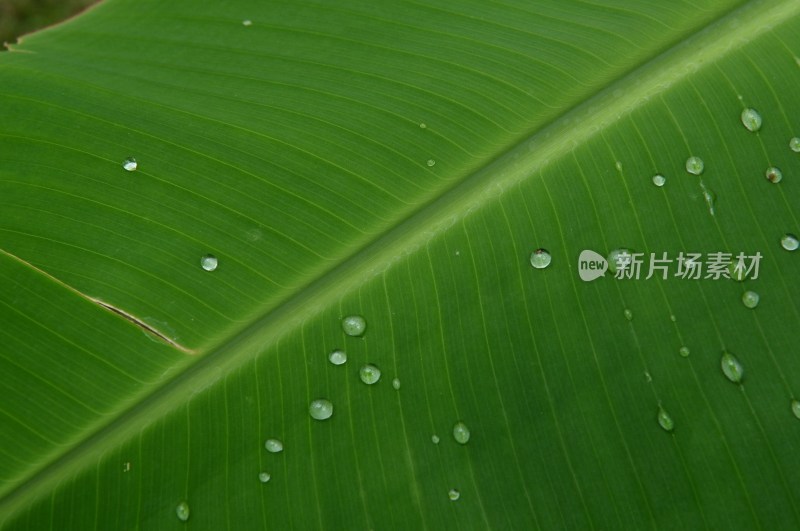 雨打芭蕉叶