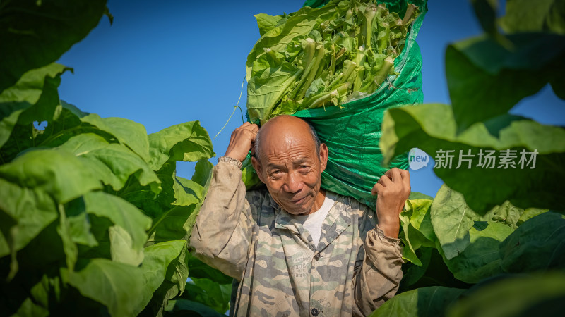 烟叶采收烘烤烟草生产现代农业农民务工