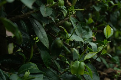 茶树上的茶树籽特写