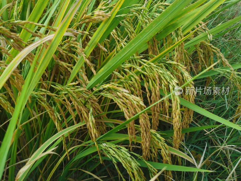 水稻大米丰收