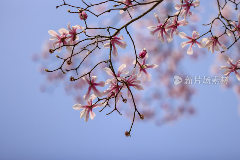 杭州植物园镇园之宝濒危物种天目玉兰花