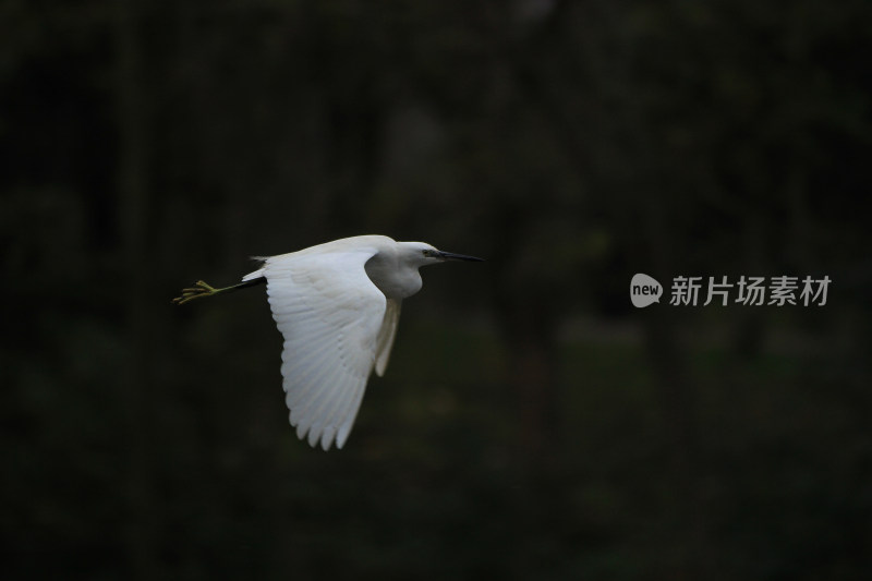 冬天傍晚的白鹭