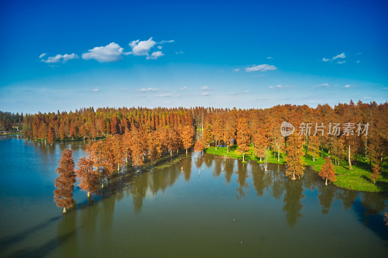 红色水杉林美景