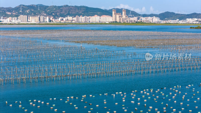 惠州市盐洲岛生蚝海上养殖场