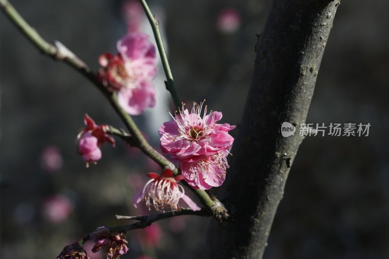 梅花 腊梅 红梅花