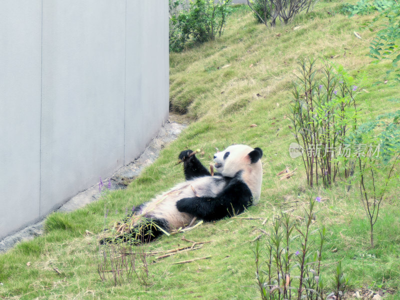 成都大熊猫繁育研究基地的大熊猫