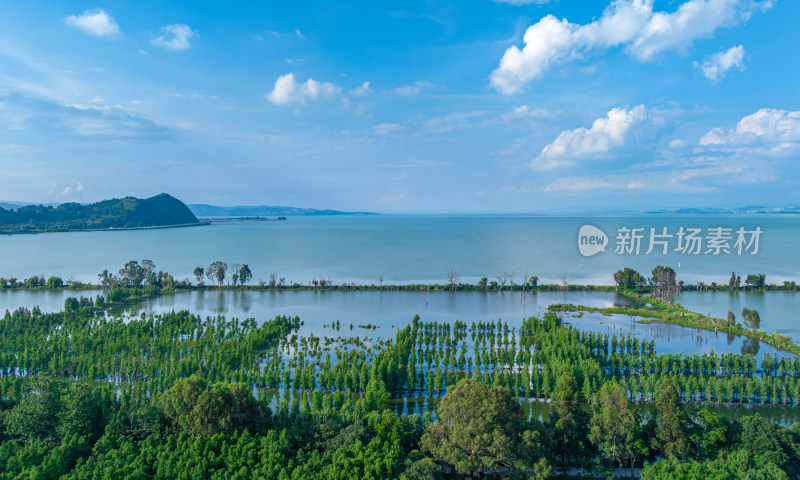 盛夏时节的晋宁南滇池国家湿地公园