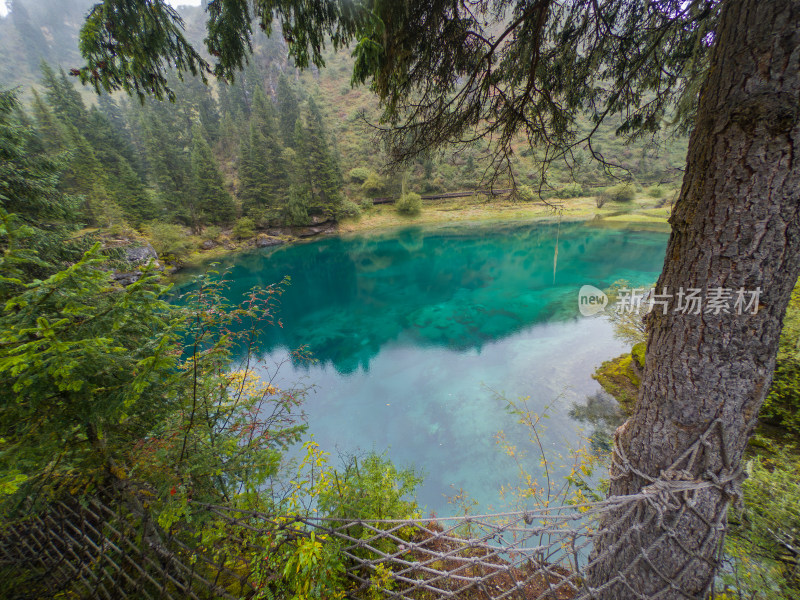 静谧的森林与湖景