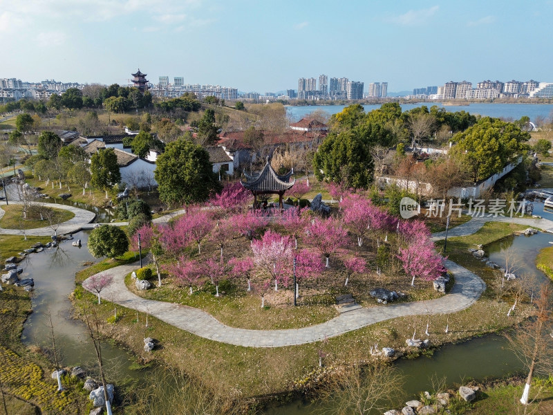 安徽青阳县芙蓉湖梅花盛开