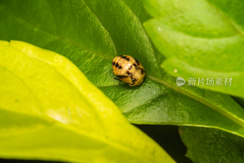 甲虫幼虫的蜕变