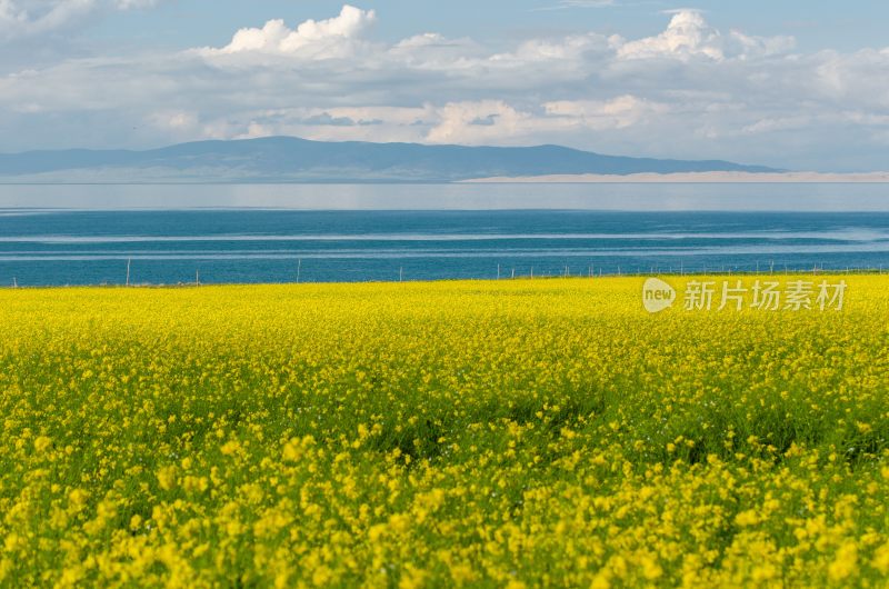 青海湖油菜花