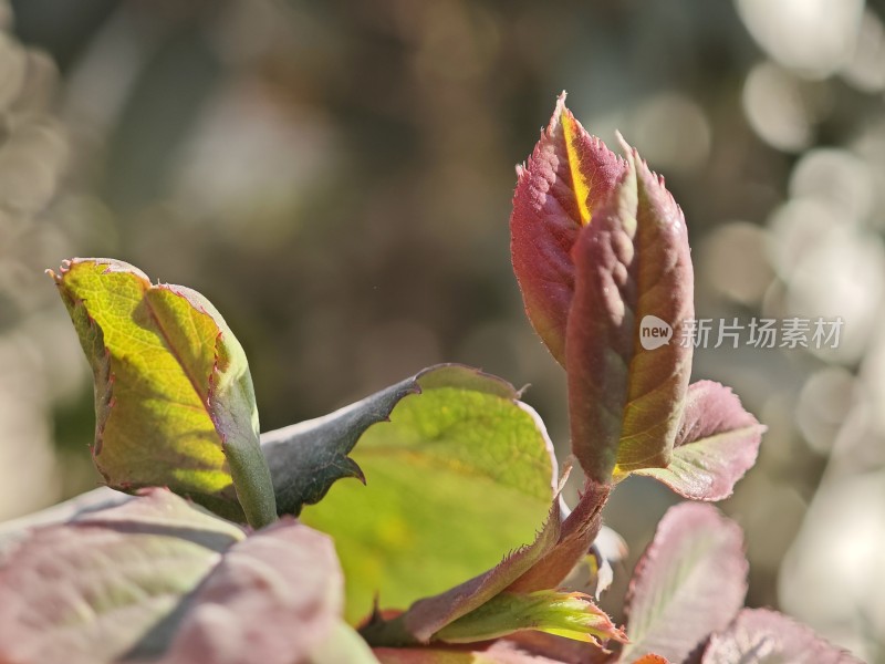 带刺植物上带有枯黄斑点的叶片