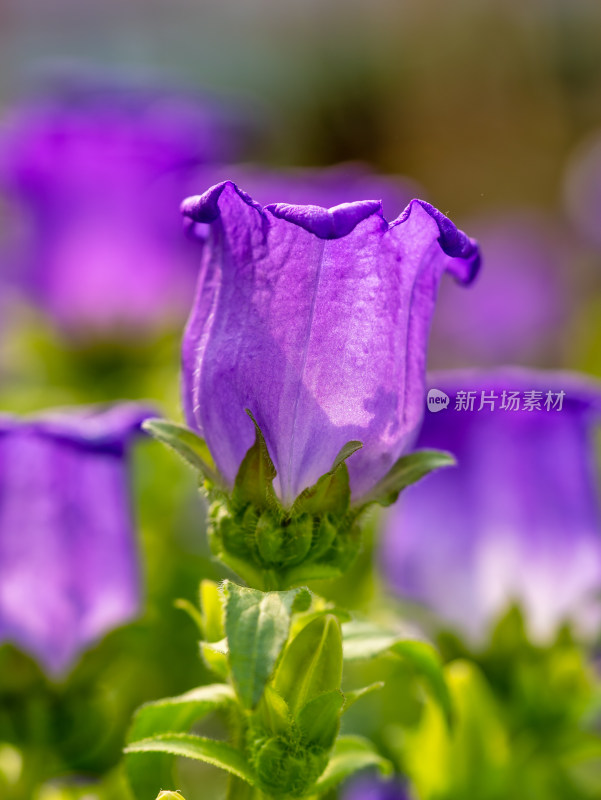 风铃草花朵特写