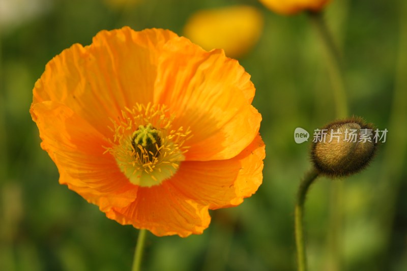 虞美人花朵