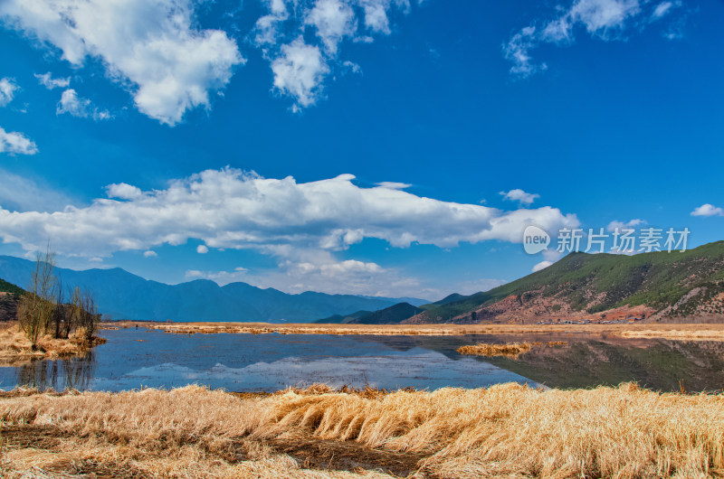 云南泸沽湖草海湖泊芦苇秋景风光