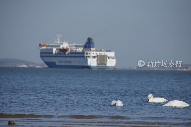 威海经区九龙湾的大天鹅与渤海恒生游轮