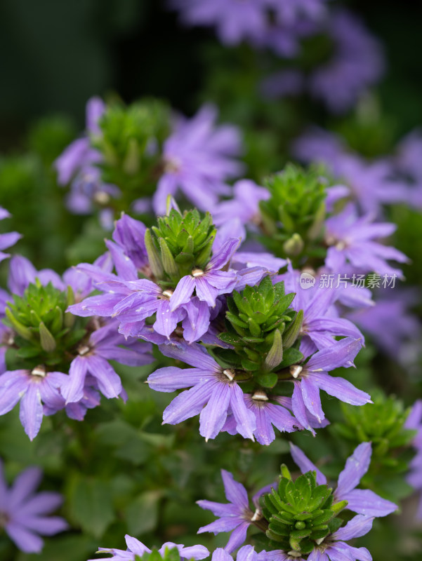 春天紫色的蓝扇花