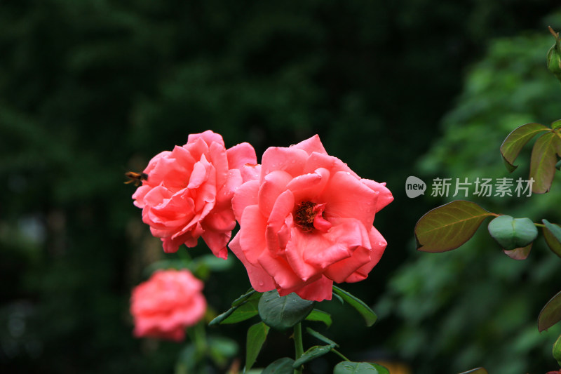 雨后新清的玫瑰花