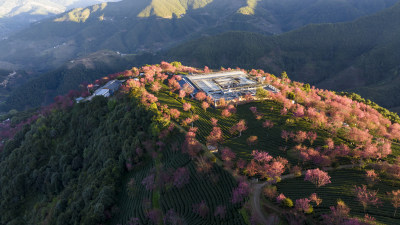 大理无量山樱花谷