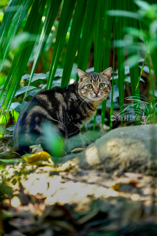 猫咪夜猫流浪猫