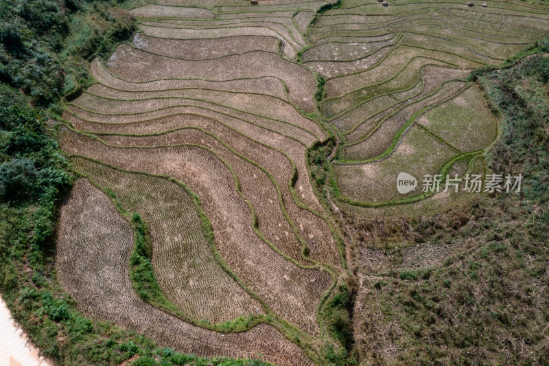 梯田上的绿色希望 仙人掌种植基地