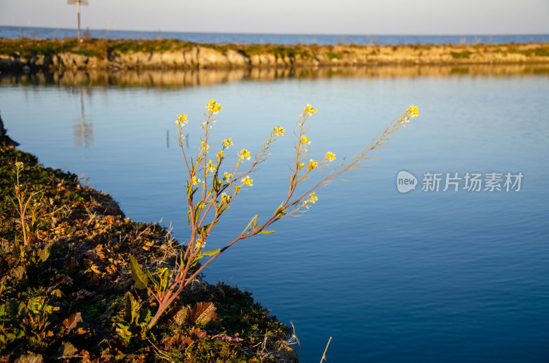 水边黄色小花植物景观