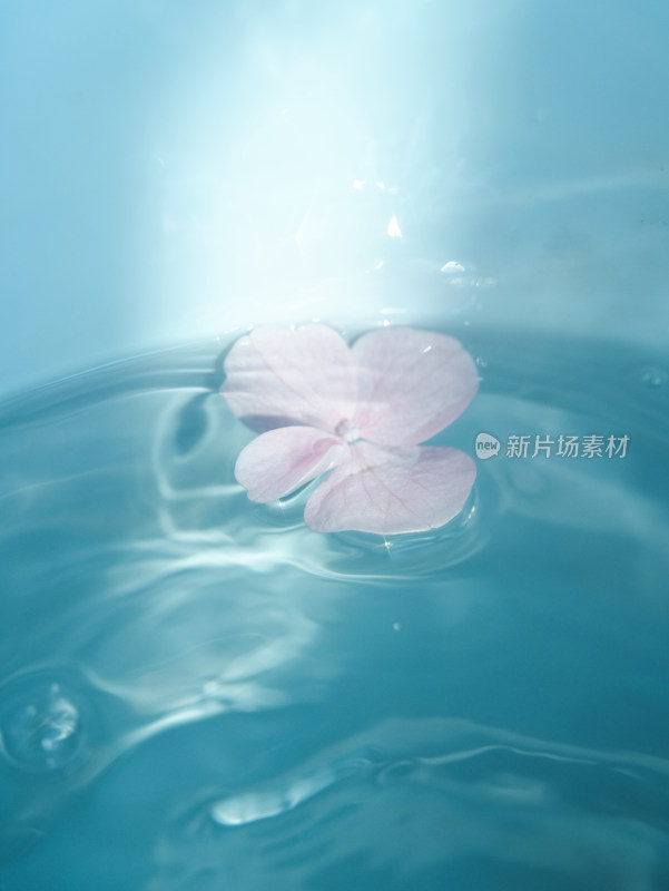 水中的花