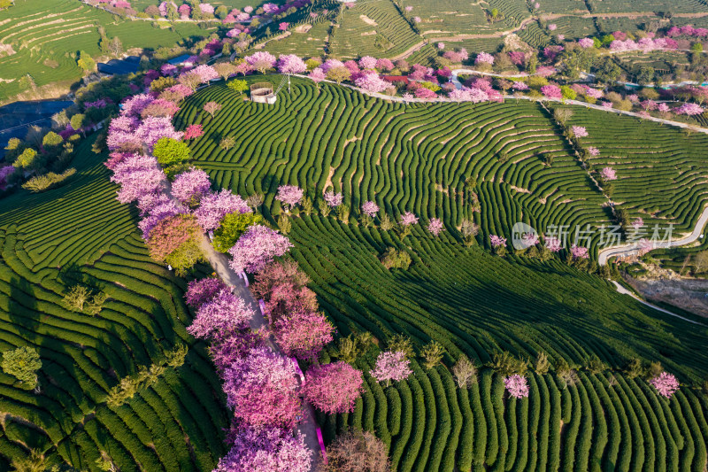 福建龙岩永福台品樱花茶园