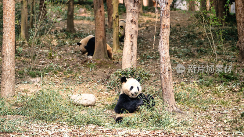 成都大熊猫繁育研究基地的大熊猫吃竹子