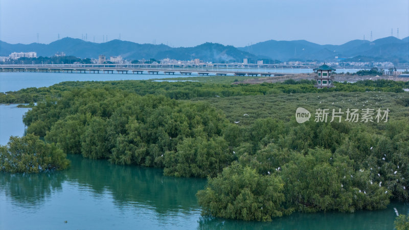 惠东县盐洲海洋湿地公园白鹭群