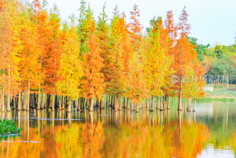 成都白鹭湾湿地公园水杉秋景