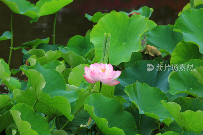 雨后清新的荷花