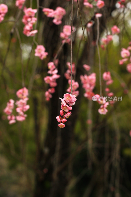 春雨后的梅花