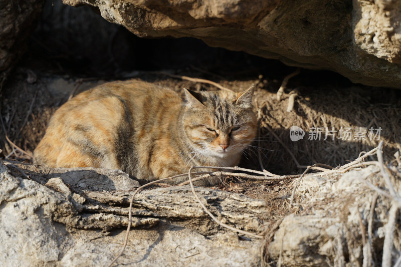 山林中的狸花猫野猫