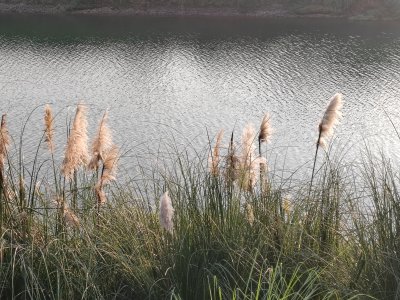 水边随风飘动的芦苇丛自然景观